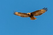 Red-tailed Hawk : Bird in Flight