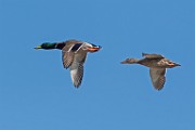 Mallard Duck : Bird in Flight