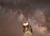 Photography Art Series : Carefree AZ, Great Horn Owl, Milky Way