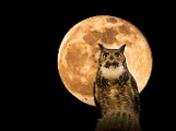 Photography Art Series : Carefree AZ, Great Horn Owl, Full Moon