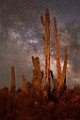Photography Art Series : Carefree AZ, Milky Way. Saguaro Cactus