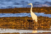Sea of Cortez 017  Great Egret : Great Egret