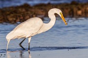 Sea of Cortez  Great Egret : Great Egret