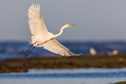 Sea of Cortez  Great Egret : Great Egret