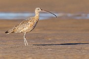 Sea of Cortez  Long-billed Curlew : Long-billed Curlew