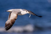 Sea of Cortez  Ring-billed Gull : Ring-billed Gull