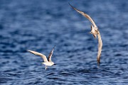 Sea of Cortez  Ring-billed Gull : Ring-billed Gull