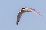 Sea of Cortez  Common Tern : Common Tern