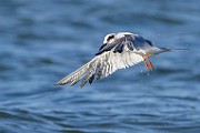 Sea of Cortez  Least Tern - Nonbreeding : Least Tern - Nonbreeding