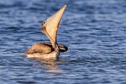 Sea of Cortez  Brown Pelican : Brown Pelican