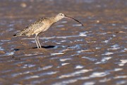 Sea of Cortez  Long_billed Curlew : Long_billed Curlew