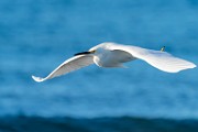 Sea of Cortez  Snowy Egret : Snowy Egret