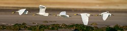 Snowy Egret  Snowy Egret : Snowy Egret