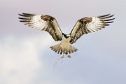 Osprey  Osprey : Osprey