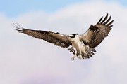 Osprey  Osprey : Osprey