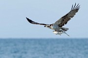 Peter Shinyeda Photography : Mexico, Sea of Cortez, Osprey