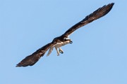 Sea of Cortez Birds  Osprey : Osprey