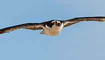 Sea of Cortez Birds  Osprey : Osprey