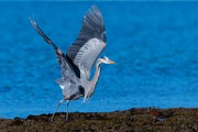 Sea of Cortez Birds  Great Blue Heron : Great Blue Heron