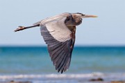 Sea of Cortez Birds  Great Blue Heron : Great Blue Heron