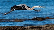 Sea of Cortez, Mexico  Great Blue Heron : Great Blue Heron