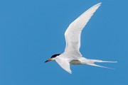 Sea of Cortez, Mexico  Common Tern : Common Tern