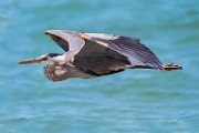 Sea of Cortez  Great Blue Heron : Great Blue Heron