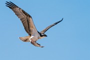 Sea of Cortez  Osprey : Osprey
