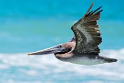 Sea of Cortez  Brown Pelican : Brown Pelican