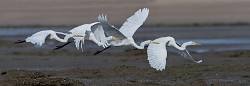 Sea of Cortez 02  Great Egret