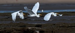 Sea of Cortez 03  Great Egret