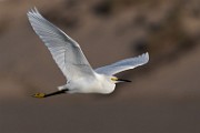 Sea of Cortez 13  Snowy Egret
