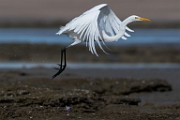 Sea of Cortez 18  Great Egret