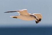 Sea of Cortez 29  California Gull