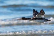 Sea of Cortez Birds : Long-billed Curlew