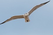 Sea of Cortez Birds -  Gull : Long-billed Curlew