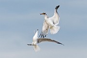 Sea of Cortez Birds -  Gulls : Long-billed Curlew