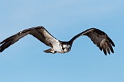 Sea of Cortez Birds -  Osprey : Long-billed Curlew