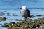 Sea of Cortez Birds -  Gull : Long-billed Curlew