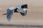 Sea of Cortez Birds - Great Blue Heron : Long-billed Curlew