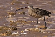 Long-billed Curlew - Sea of Cortez