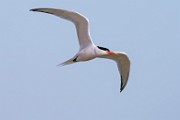 Elegant Tern  Elegant Tern : Elegant Tern