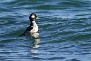 Bufflehead - Feamale  Bufflehead - Feamale : Bufflehead - Feamale