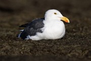 Sea of Cortez  Gull : Gull