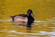 Sigma 150-600mm Test Shots  Ring-necked Duck