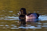 Sigma 150-600mm Test Shots  Ring-necked Duck