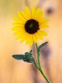 Sigma 150-600mm Test Shots  Sunflower