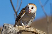 Soronan Desert Museum  Barn Owl : Barn Owl