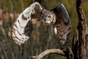 Soronan Desert Museum  Great Horn Owl : Great Horned Owl