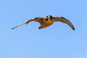 Soronan Desert Museum  Peregrine Falcon : Peregrine Falcon